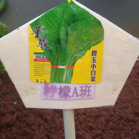 种菜小能手
