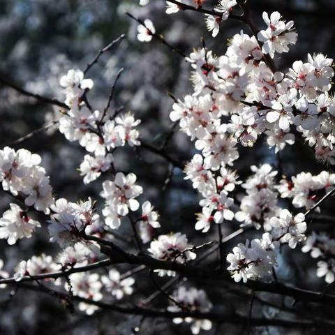 再见杏花开