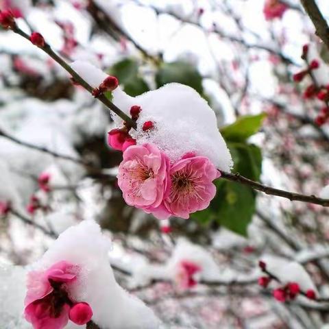 咏雪词八首