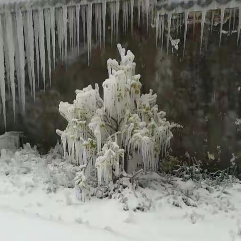 第二场雪，好美啊！