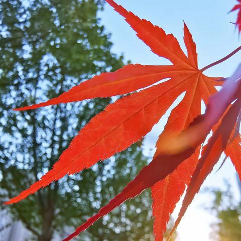 2023年4月游清丰孝道园