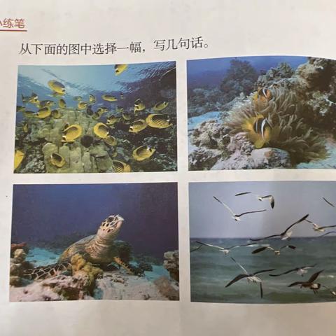 18课《富饶西沙群岛》课后小练笔优秀作品展示
