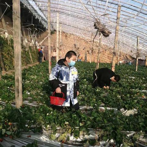 2022年2月26日张良村采摘草莓🍓🍓🍓