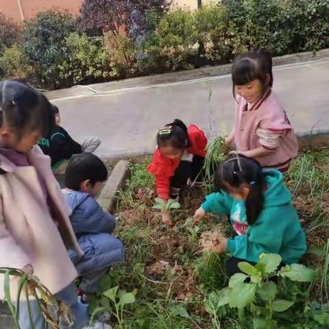 “小小菜园，满满收获”—品龙幼儿园翱翔班