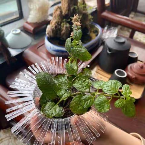 学中玩  玩中学——气化街小学二年三班网上课堂学习花絮