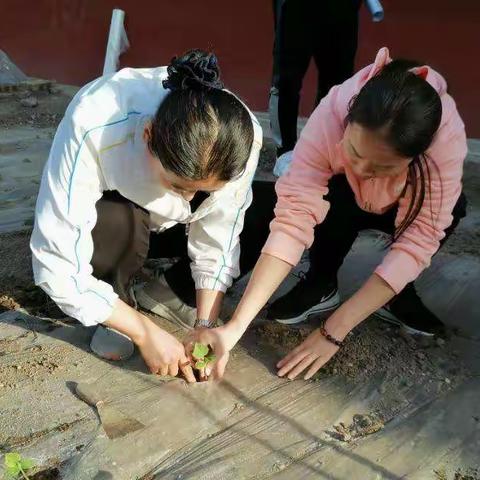 培育希望的种子——气化街小学植物实践活动基地种植记