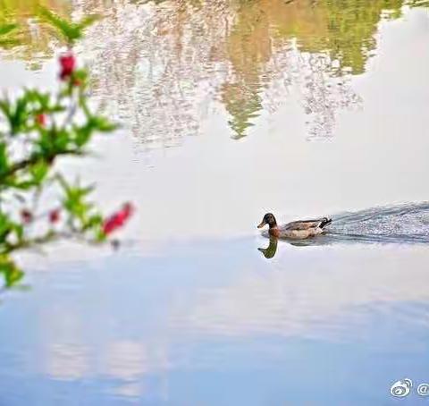 疫情隔你我 网络架彩虹