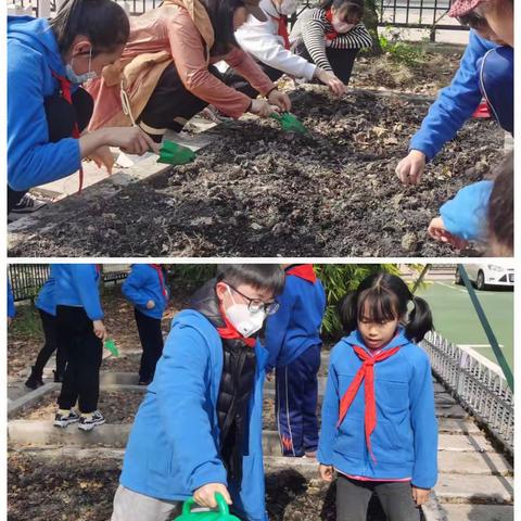 劳动最光荣  实践伴成长——棠梅小学小菜园种植活动