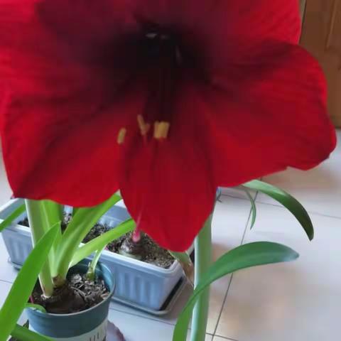 花院