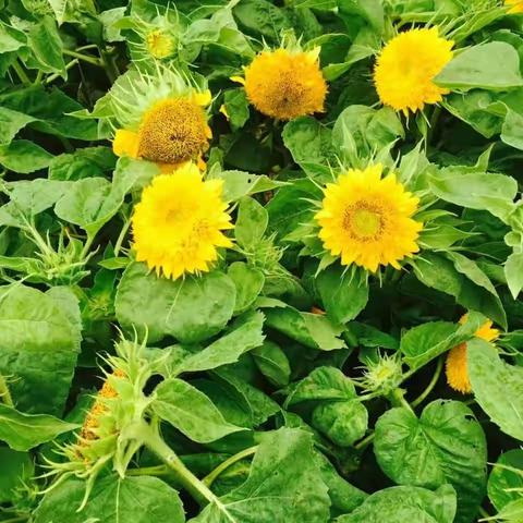 2018年元宵节