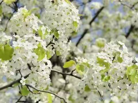 淯秀园物业清明节温馨提示