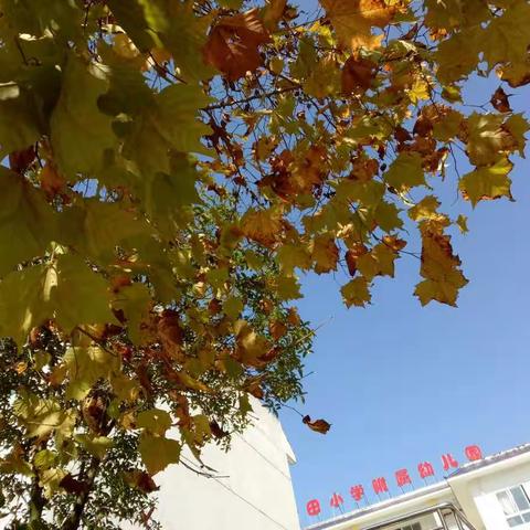 秋天的名片