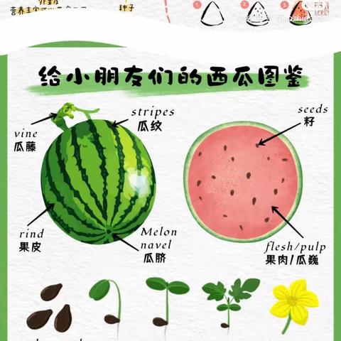 “西瓜🍉味的夏天”主题活动——朵朵班第十八周