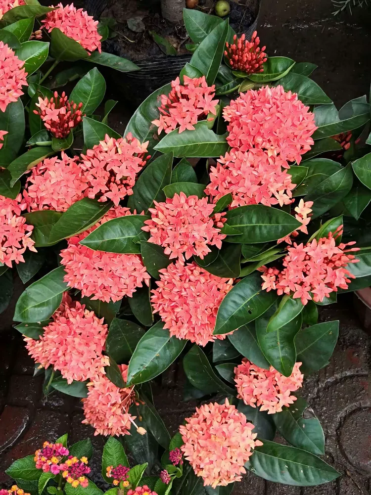 温州花鸟市场黄兴龙诗摄