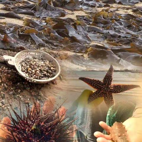 海的味道我知道