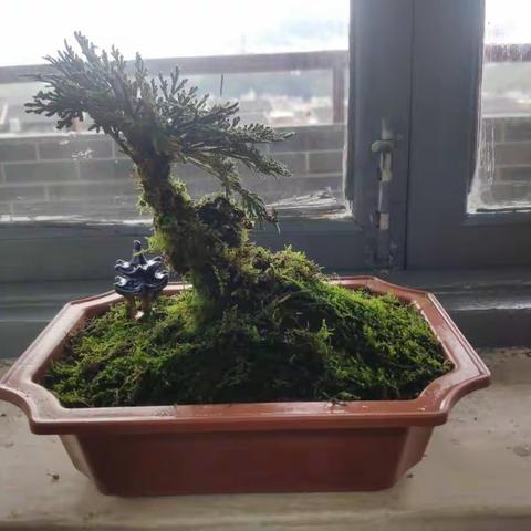 红古田铸魂草的故事