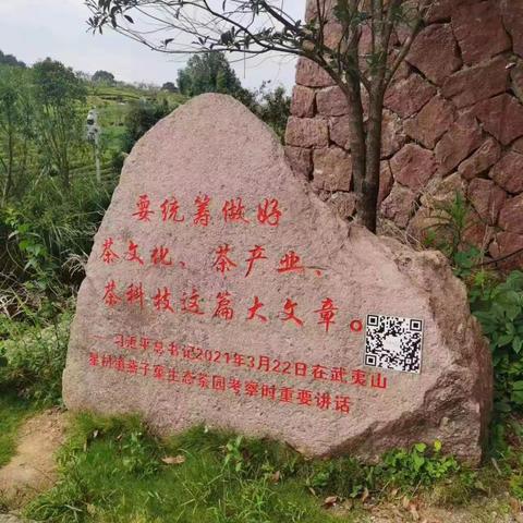 悠雅茶舍，武夷岩茶制作工艺