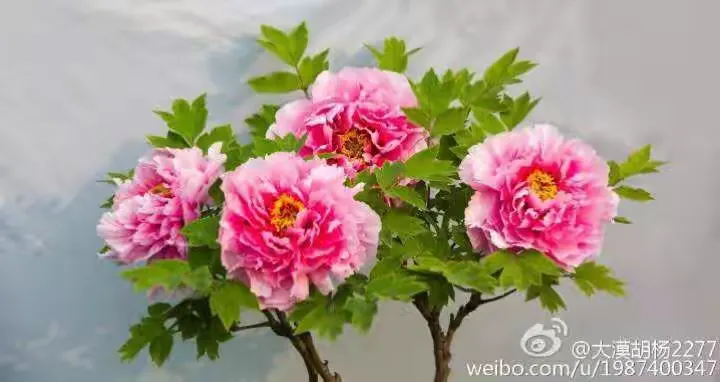 菏泽牡丹花苗价格多少钱一棵呢