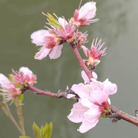 赏花观溪水，拍花也怡情