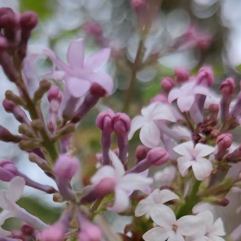 春分时节踏青赏花