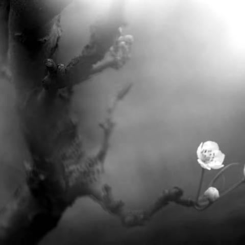 和摄影一刘坚作品欣赏《李花梨花那都是白色的花》