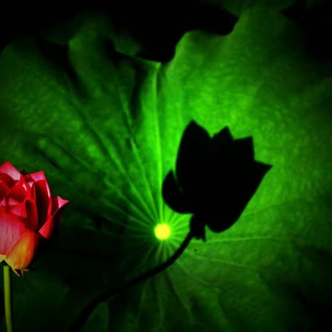 《荷莲梦韵》系列之“梦荷光影”