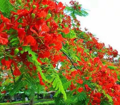 凤凰花开送温暖——记海南保亭思源实验学校毛感片区家访活动