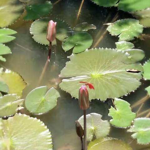 用心发现和欣赏美。