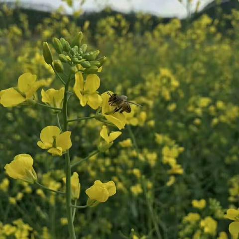 花开再会春如期