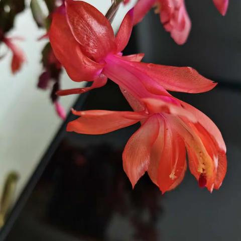 蟹爪兰
