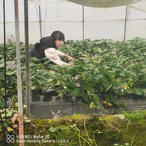【快乐寒假】释放天性，亲近自然——东山中心小学五（6）班草莓采摘之旅