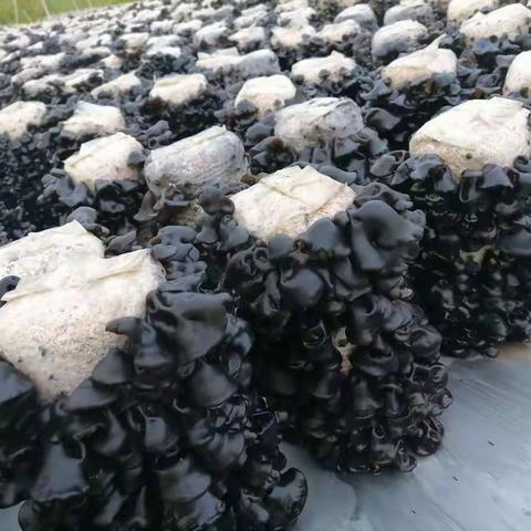 沿江乡“点”、“线”、“面”结合拓展村级集体经济发展新路径