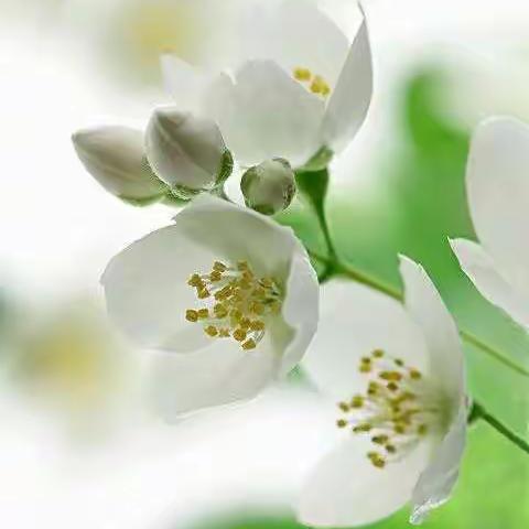 南北茉莉花