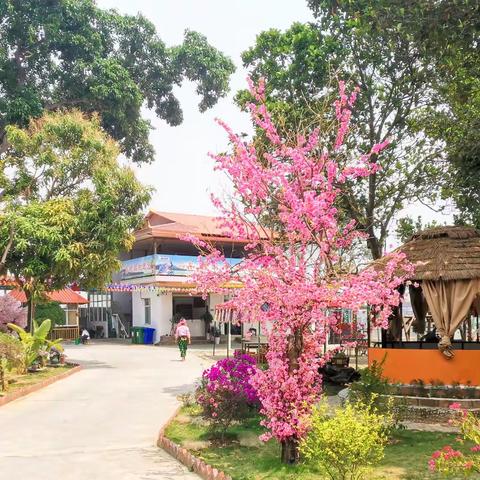 傣家宴用手抓着吃