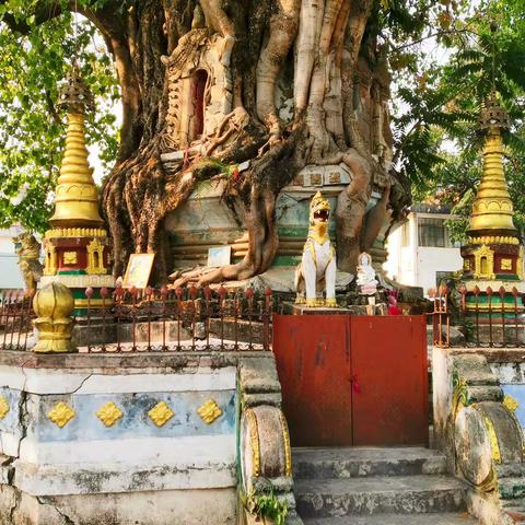 树包塔 先有树还是先有塔