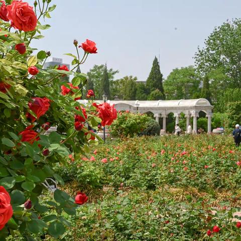 赛牡丹——睦南道花园里的月季花