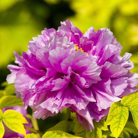 四月牡丹放，五月芍药开