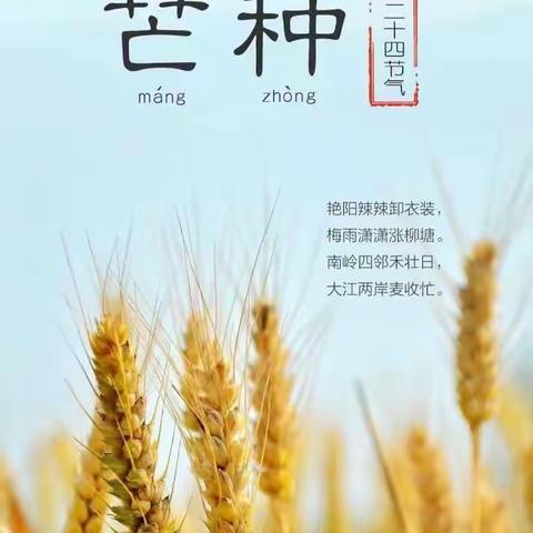 🌾《芒种、芒种，幸福播种》——育朵儿幼儿园小班二十四节气芒种美篇