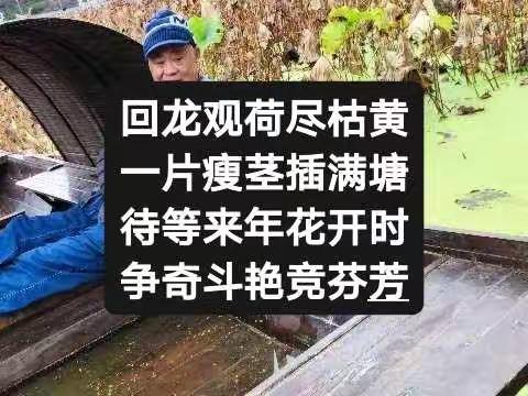 回龙观荷