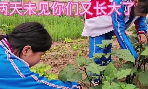 学校种植园一展风采