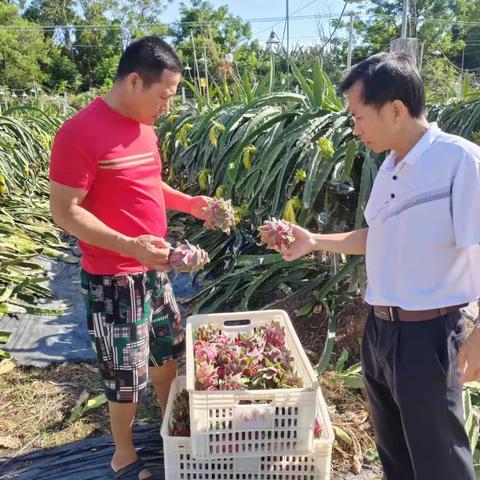 东方市板桥镇组织检测员前往基地抽样