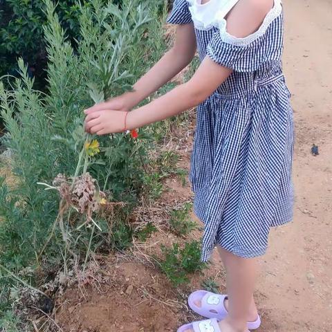 淡淡艾草香，浓浓端午情——栖霞实小三（七）中队和艾草的亲密接触