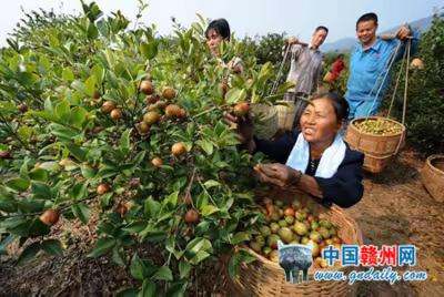 “红军林"一一毛泽东油茶扶贫