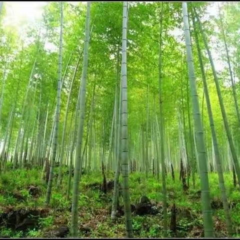 大一班《春天的信使-春笋来报道》主题活动