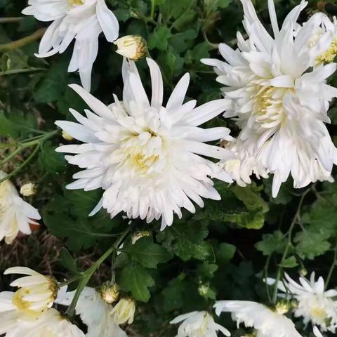 不是花中偏爱菊