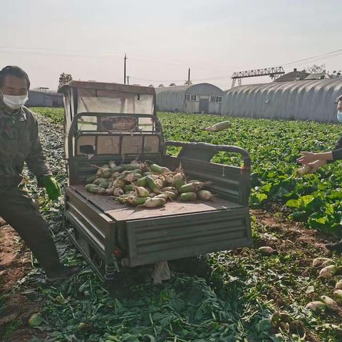 木栾街道：蔬菜滞销农户急，爱心助农解难题
