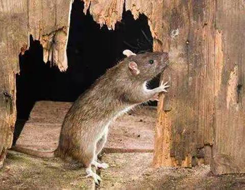 西城区爱卫办普及宣教夏季四害防制常识及方法。