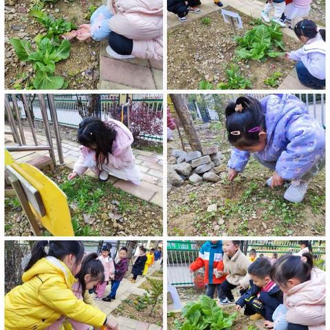 大五班植物观察合集