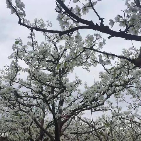 三八节养怡的姐妹们去罗江看花，看到漫山遍野的花朵，我内心非常放松，感觉自己一下子拥有了整个世界。