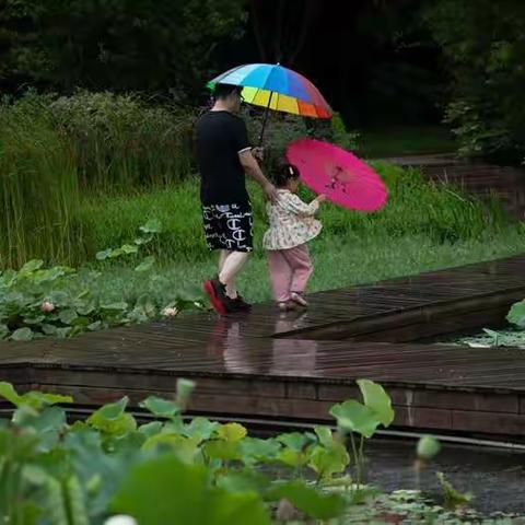 听雨观荷